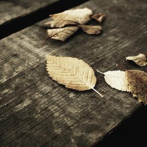 蒙古姑娘高清MV
